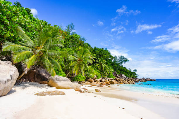 istock paradise beach on the seychelles 9 871860632