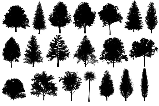 tree set Silhouettes for architecture landscape design, tree object collection set isolated on white background.