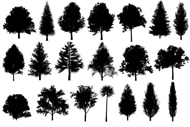 дерево набор silhouettes для архитектуры ландшафтного дизайна, дерево объектов коллекции набор изолированных на белом фоне. - bush isolated tree cypress tree стоковые фото и изображения
