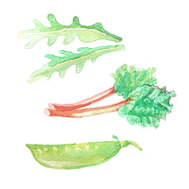 hand dawn med akvarell grönsaker, råkost, rabarber, rucola, sockerärtor. - rhubarb watercolor bildbanksfoton och bilder