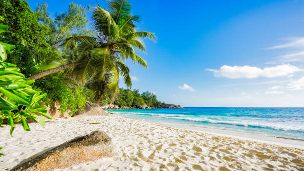 istock paradise beach on the seychelles 2 871863666