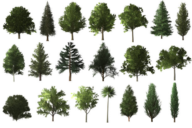 дерево набор для архитектуры ландшафтного дизайна, дерево объектов сбора набор изолированных на белом фоне. - bush isolated tree cypress tree стоковые фото и изображения