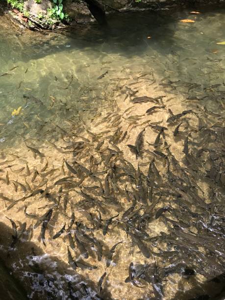 mahseer barb or neolissochilus stracheyi fish. - neolissochilus stracheyi imagens e fotografias de stock