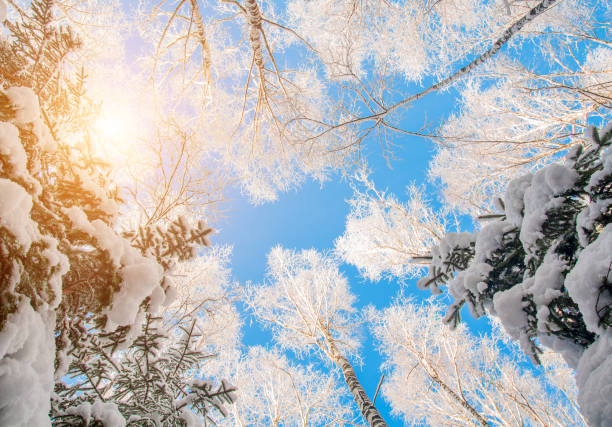 istock blue sky in beautiful winter forest 871864394