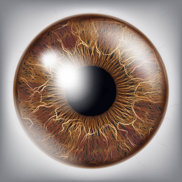 ilustrações de stock, clip art, desenhos animados e ícones de human eye iris vector. 3d realistic eyeball illustration - close up of iris