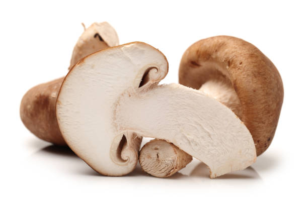 istock Shiitake mushroom isolated on white background 871873680