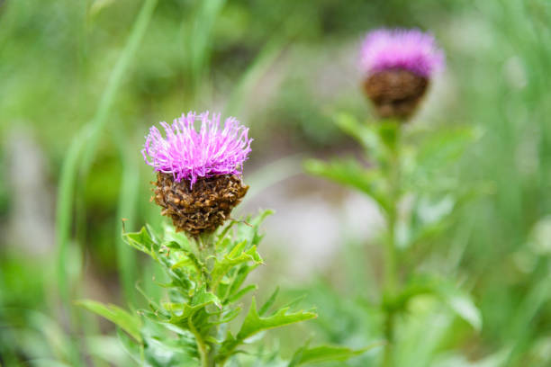 Close-up on a thistle flower