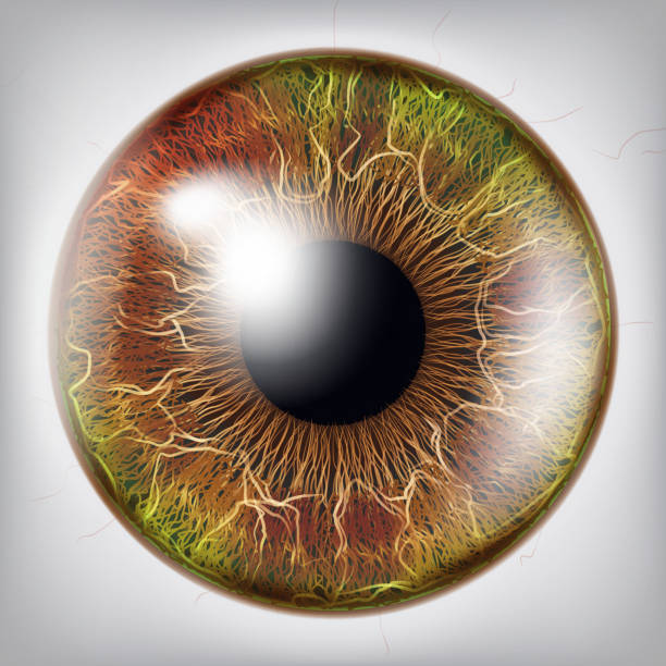 ilustrações de stock, clip art, desenhos animados e ícones de eye iris vector. vision medical concept illustration - close up of iris