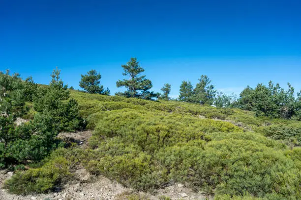 Padded brushwood (Cytisus oromediterraneus and Juniperus communis) and Scots Pine forest (Pinus sylvestris) located between the Pico del Nevero (Snowfield Peak; 2.209 metres) and Navafria Mountain Pass (1.774 m), in Guadarrama Mountains National Park, Spain