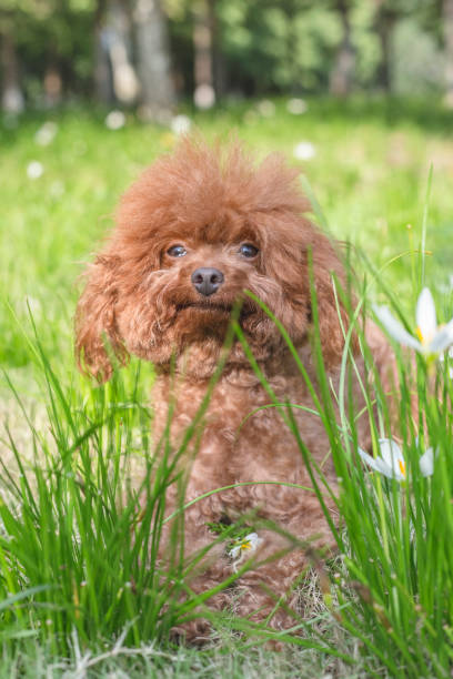 istock puppy poodle dog relaxing in grassy field 871880806