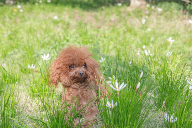 istock puppy poodle dog relaxing in grassy field 871880970