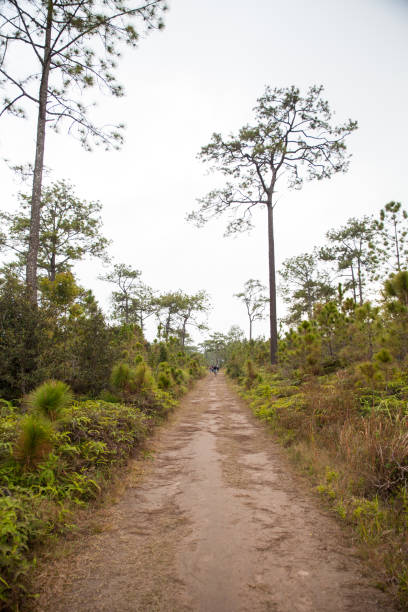 istock A small walkway in the woods. 871889390