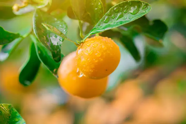 Kumquat Marmalade Orange fruit fresh with drops on tree