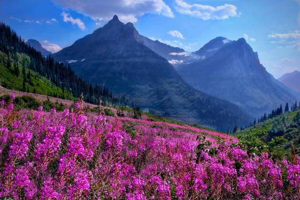 록 키 산맥 고산 초원에는 야생화. - landscape montana wildflower flower 뉴스 사진 이미지