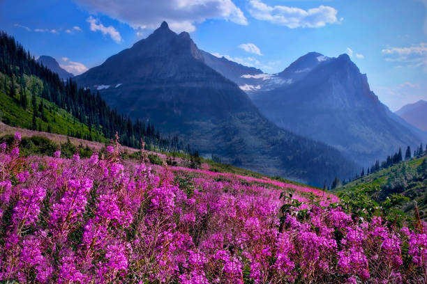 Wildflowers in alpine meadows and rocky mountains. Glacier National Park. Montana. United States. flower mountain fireweed wildflower stock pictures, royalty-free photos & images