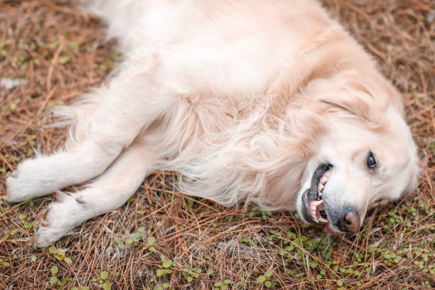 istock Golden retriever in the woods 871897228
