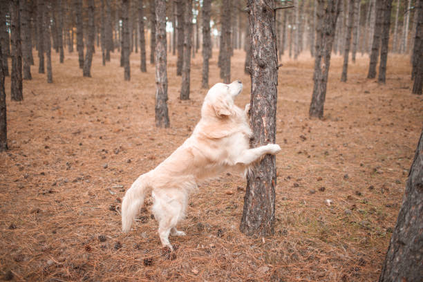 istock Retriever in the autumn forest rested his paws on a tree 871897298