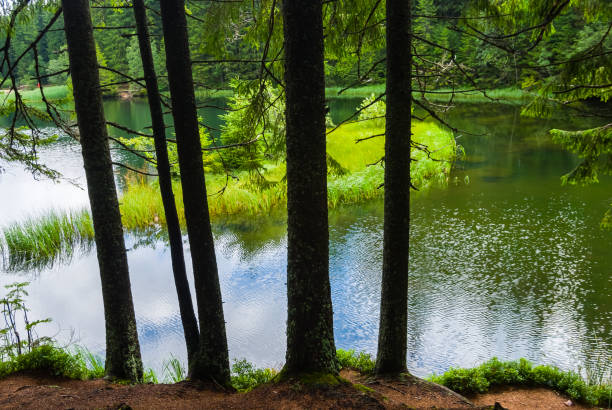 istock view to a small lake in a forest 871899982