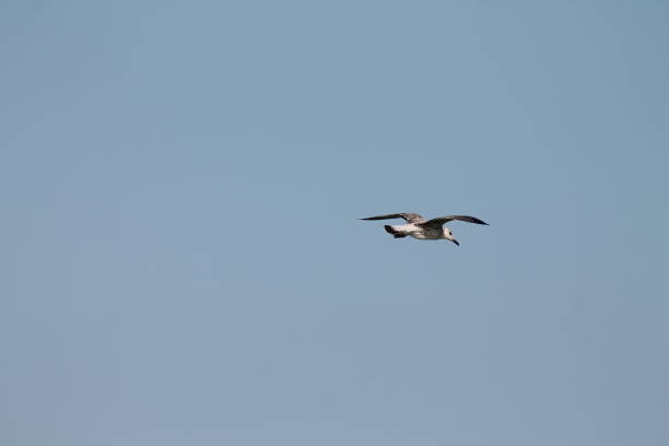 istock European herring gull, Larus argentatus 871900896