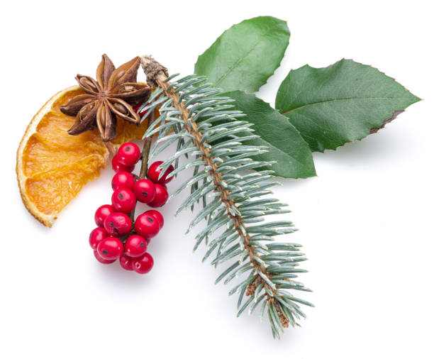 istock European Holly (Ilex) leaves and fruit on a white background. 871905010