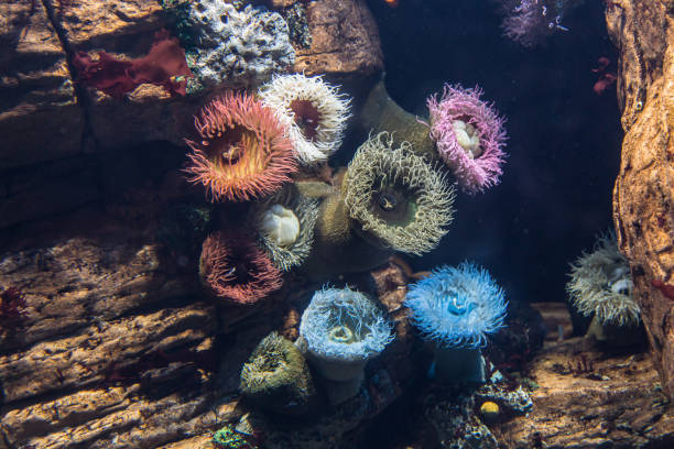 istock Aquatic Plants and Bubble-tip Anemone inside Aquarium 871905546