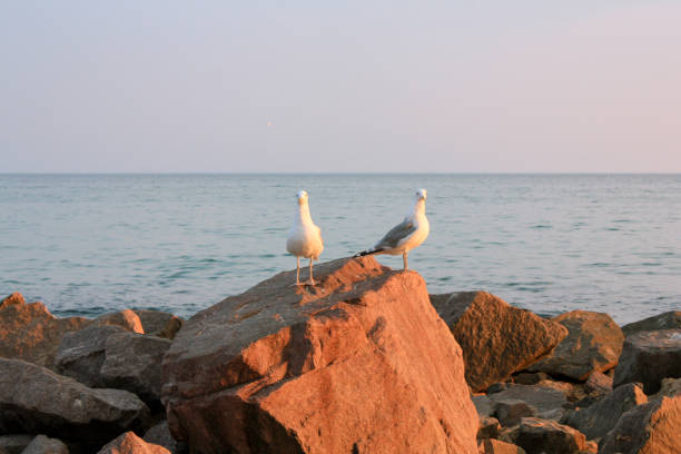 Seagulls sitting on the rocks, sea in the background