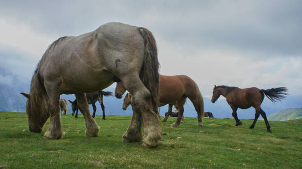 Pyrenean horses stock photo