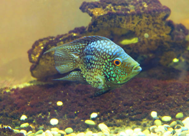 Cichlasoma octofasciatum Cichlasoma octofasciatum, aquarium fish in the aquarium. cichlasomatinae stock pictures, royalty-free photos & images