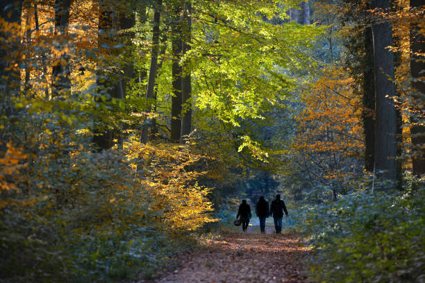 istock Mushroom pickers in autumn 871915576