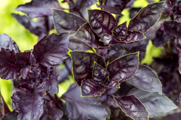 istock Purple basil in the garden 871916788