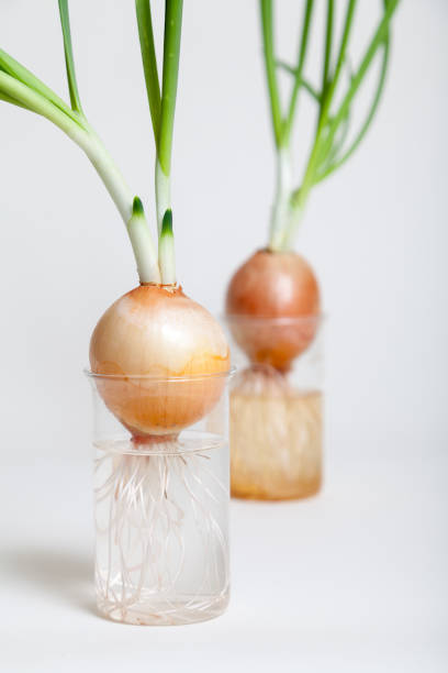 istock Two onions with green stems growing in transparent flasks 871924522