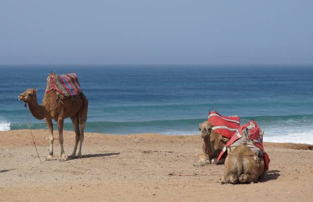 istock Camel sitting in sand in Morocco 871927456
