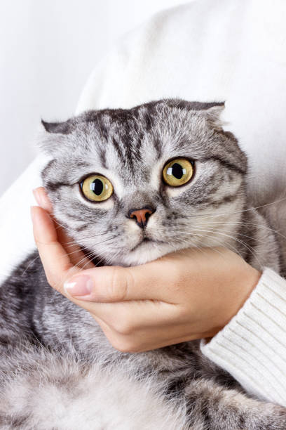 istock Small cat in hands. Cute cat in woman hands. Scottish kitten 871927736