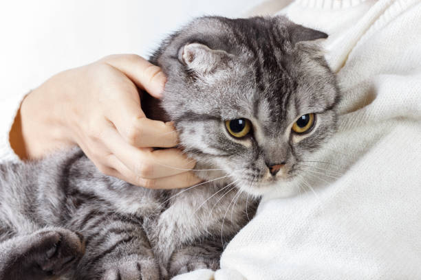 istock Small cat in hands. Cute cat in woman hands. Scottish kitten 871927748