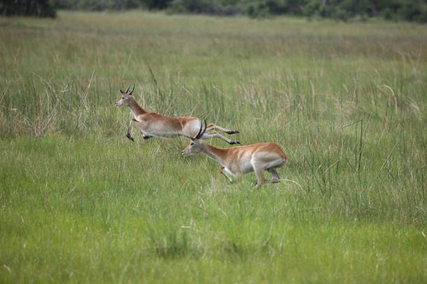 istock Wild Impala Antelope in African Botswana savannah 871927838