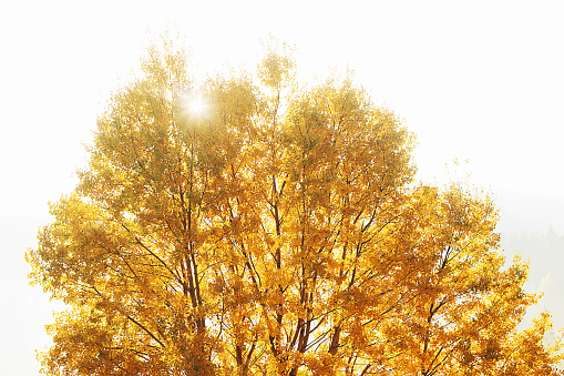 Fog breaking through the branches of golden tree - beautiful autumn concept