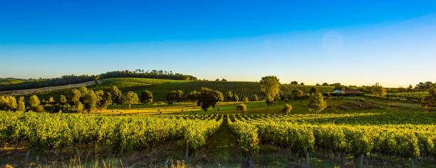 Sunset landscape bordeaux wineyard france France, Aquitaine,Gironde (33), Capian.Vineyard of Bordeaux.Wine landscape near Capia at the end of summer. photography hessen germany central europe stock pictures, royalty-free photos & images