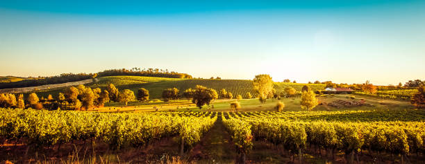 istock Sunset landscape bordeaux wineyard france 871931674