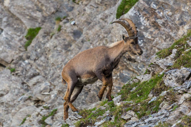 istock portrait male alpine capra ibex capricorn climbing cliff 871932048