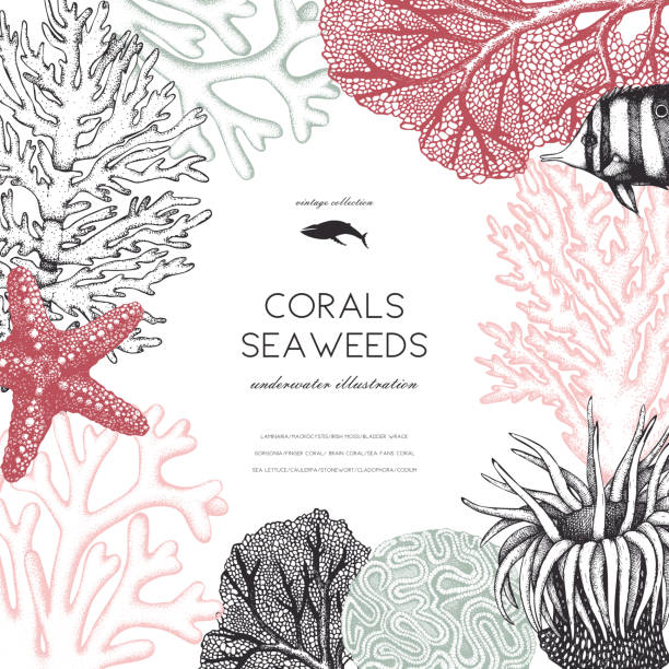 seaweeeds デザイン テンプレート - soft coral illustrations点のイラスト素材／クリップアート素材／マンガ素材／アイコン素材