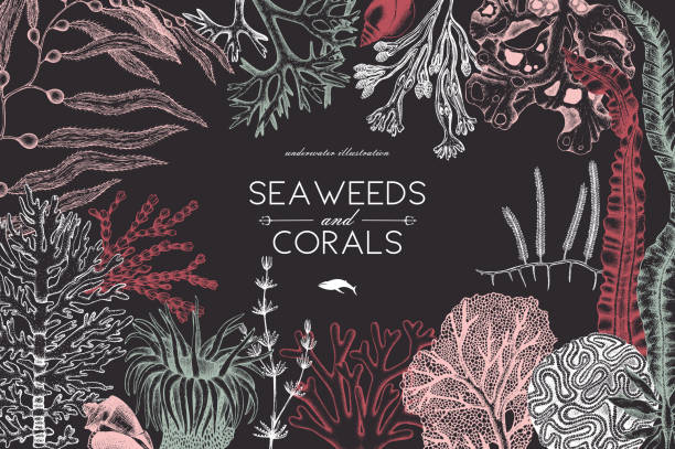 seaweeeds tasarım şablonu - denizyıldızı illüstrasyonlar stock illustrations