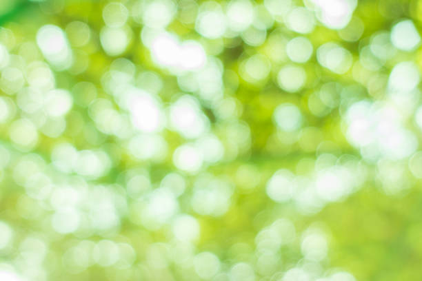 istock Nature blur greenery bokeh leaf wallpaper. spring and autumn park background; Soft focus light on view leaves flare. 871933076