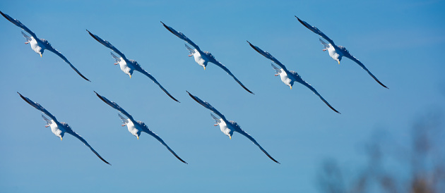 Squadron photo montage seagulls flying in blue sky, France
