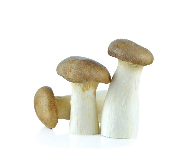 istock King Oyster mushroom isolated on the white background 871935704