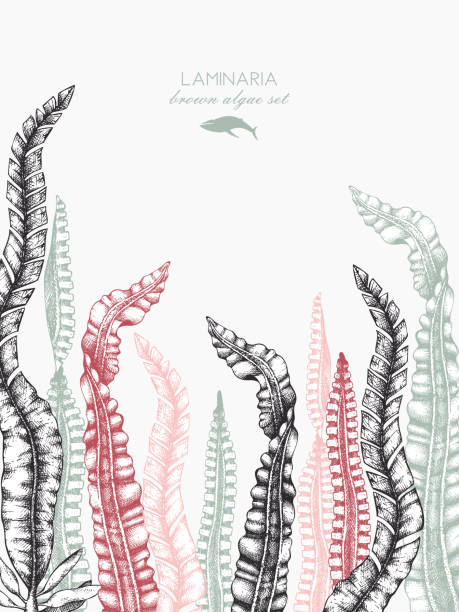 szablon projektu wodorostów morskich - starfish underwater sea fish stock illustrations