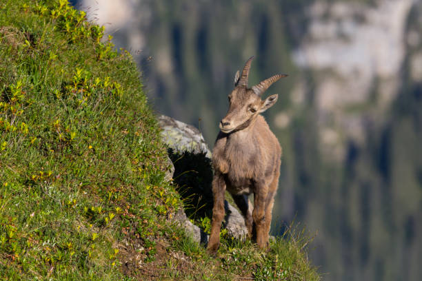 istock natural alpine capra ibex capricorn standing in steep mountain meadow 871935852