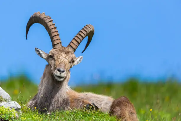 natural male alpine capra ibex capricorn blue sky sitting green meadow
