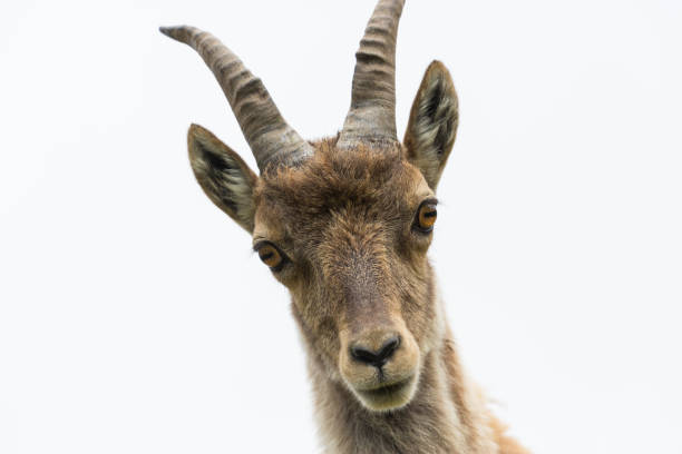 front view portrait natural young alpine ibex capricorn, white background
