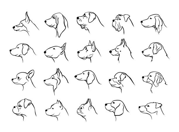 ilustraciones, imágenes clip art, dibujos animados e iconos de stock de colección de lado de perfil de cabezas de perros ver siluetas de retratos en color negro - boxer perro