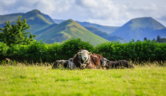 Mother with lambs resting in field, The Lake District, Cumbria, England